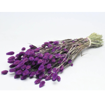 Phalaris 'paars'