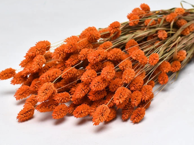 Phalaris 'oranje' | gehele bos