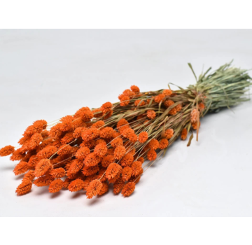 Phalaris 'oranje' | gehele bos