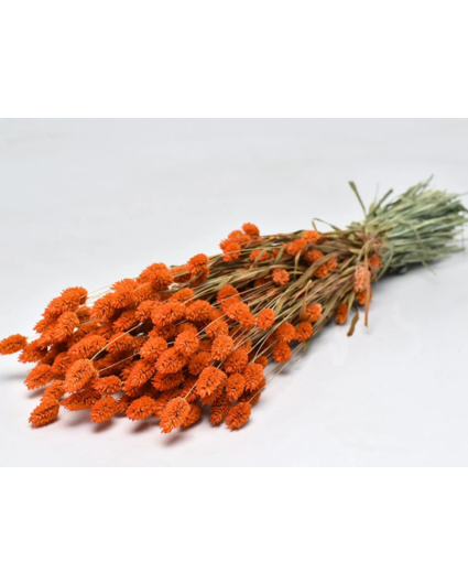 Phalaris 'oranje' | gehele bos
