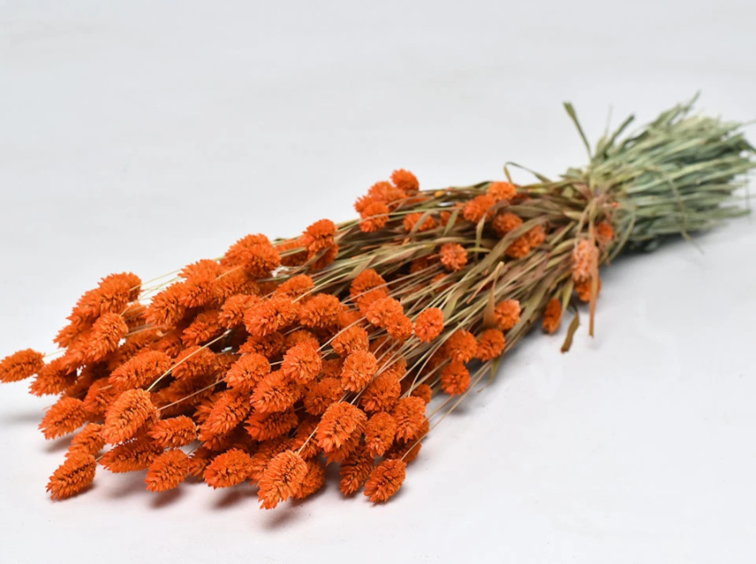 Phalaris 'oranje' | gehele bos