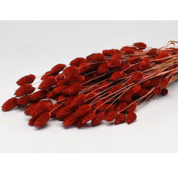 Phalaris 'rood'