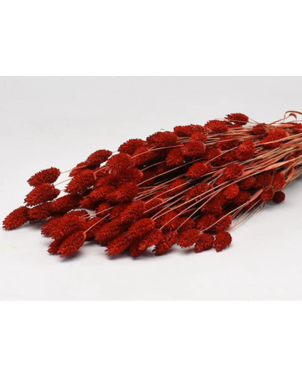 Phalaris 'rood' | gehele bos