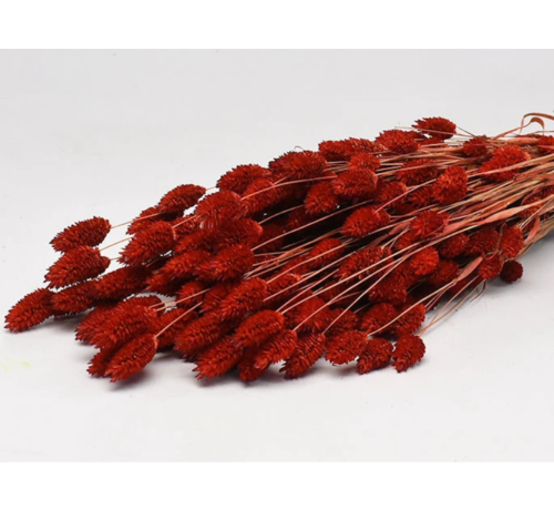 Phalaris 'rood' | gehele bos