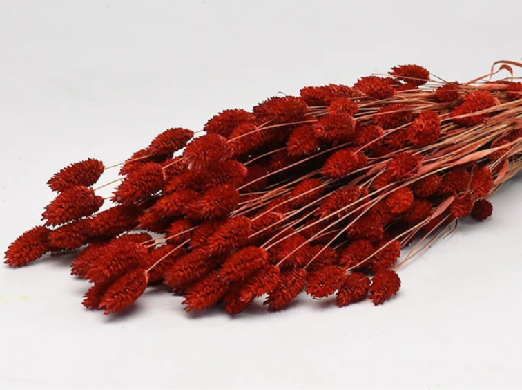 Phalaris 'rood' | gehele bos