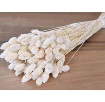 Phalaris 'wit' (gebleekt)