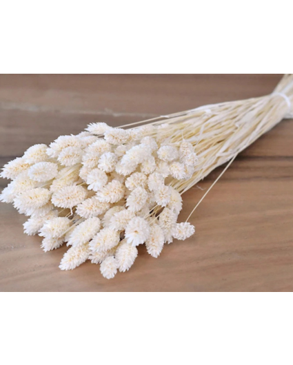 Phalaris 'wit' (gebleekt) | gehele bos