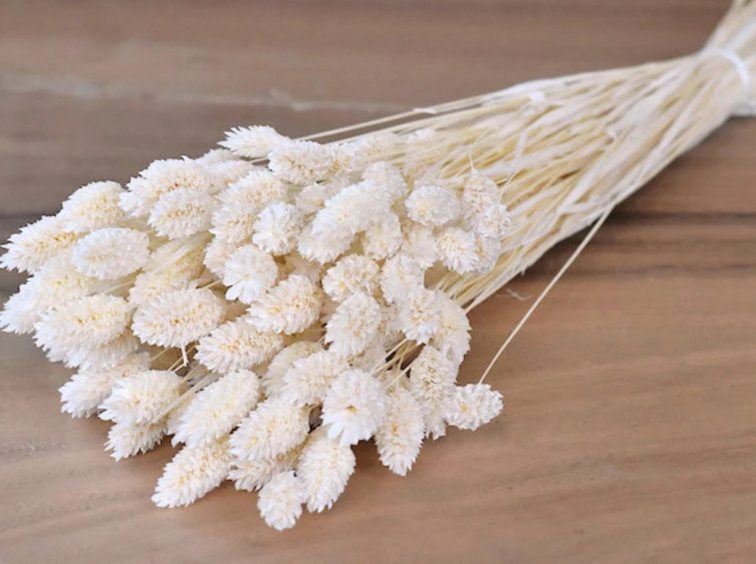 Phalaris 'wit' (gebleekt) | gehele bos