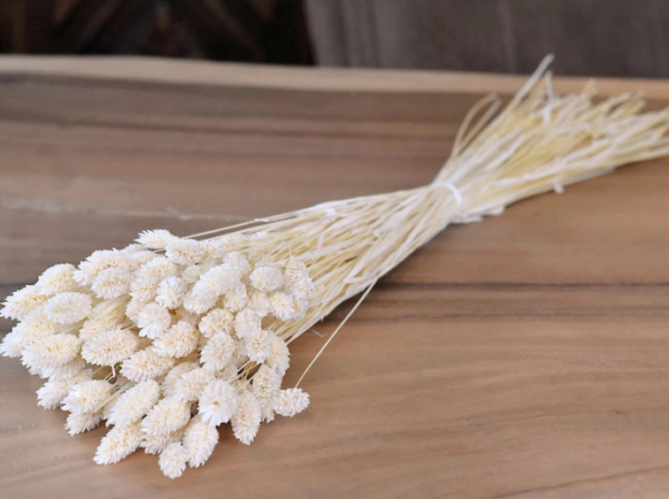 Phalaris 'wit' (gebleekt) | gehele bos