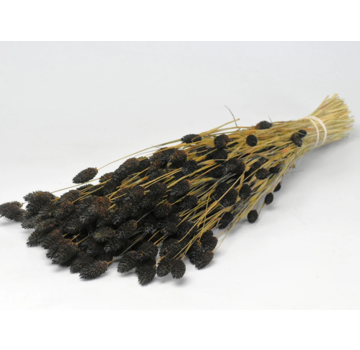 Phalaris 'zwart' | gehele bos