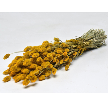 Phalaris 'geel' | gehele bos