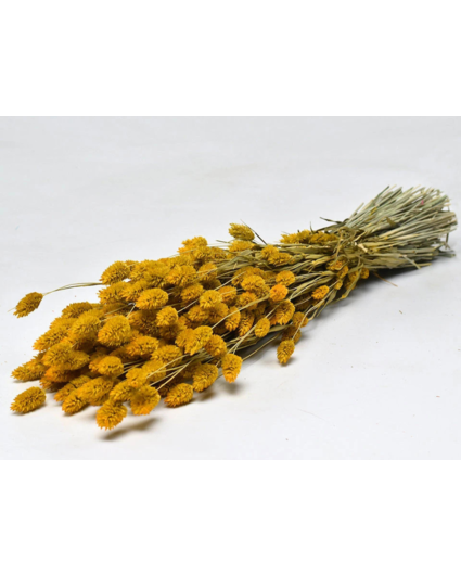 Phalaris 'geel' | gehele bos