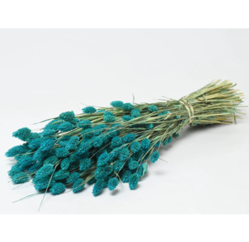 Phalaris 'petrol blauw' | gehele bos