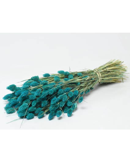Phalaris 'petrol blauw' | gehele bos