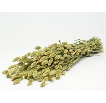 Phalaris 'naturel' | gehele bos