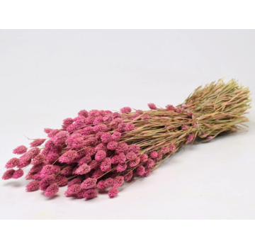 Phalaris 'roze' | gehele bos
