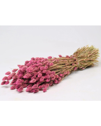 Phalaris 'roze' | gehele bos