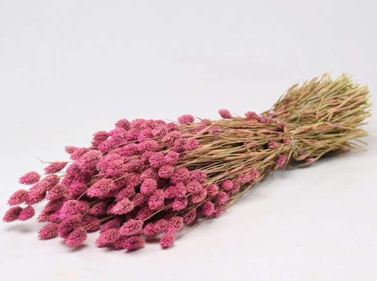 Phalaris 'roze' | gehele bos