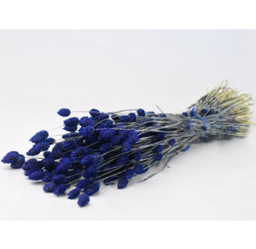 Phalaris 'blauw' | gehele bos