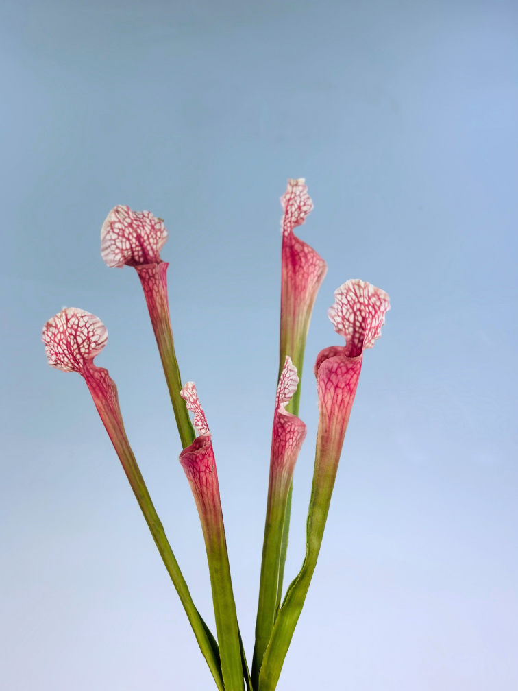 Zijden bloem Trompetbekerplant "Juthatip Soper"