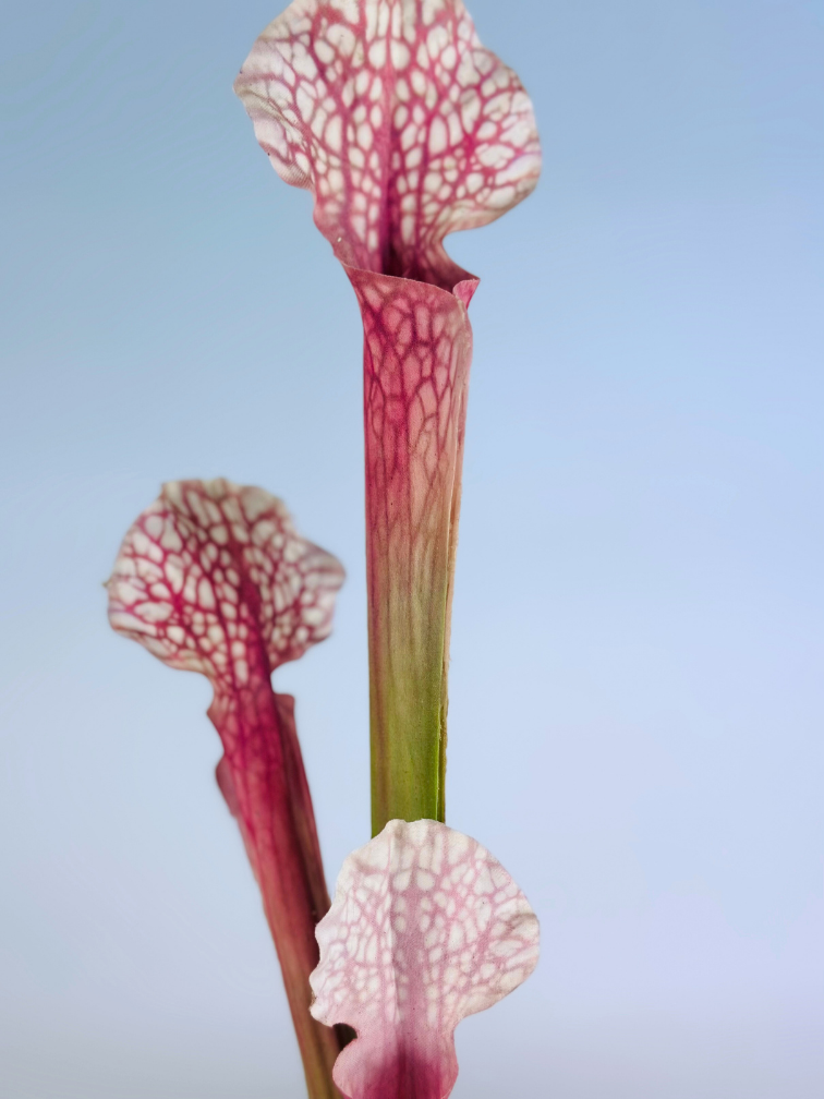 Zijden bloem Trompetbekerplant "Juthatip Soper"