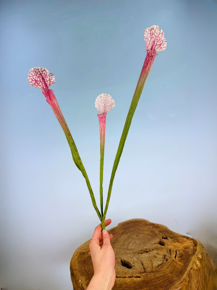 Zijden bloem Trompetbekerplant "Juthatip Soper"