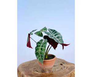 Calathea - kunstplant eenvoudig en snel online bestellen Calathea - kunstplant eenvoudig en snel online bestellen