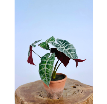 Kunstplant - Calathea Orbifolia in pot - 32cm