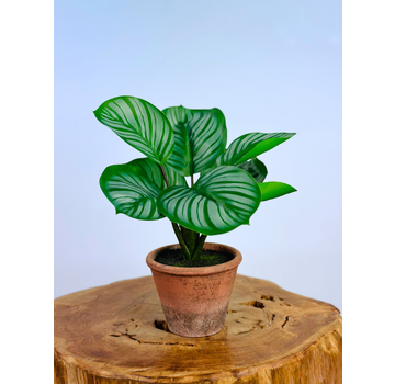 Kunstplant -Alocasia in pot - 29cm
