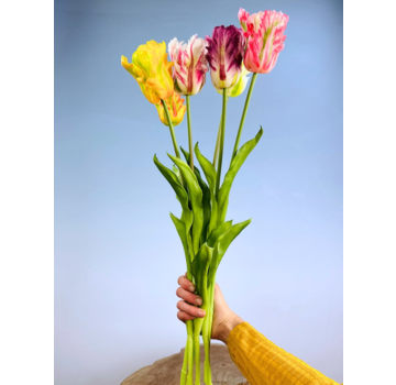 Kunst "Papegaai tulpen" - meerdere kleuren | 1 stuk
