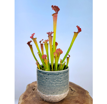 Ter Steege bloempot Issa "Lichtblauw" | 18 x 17 cm