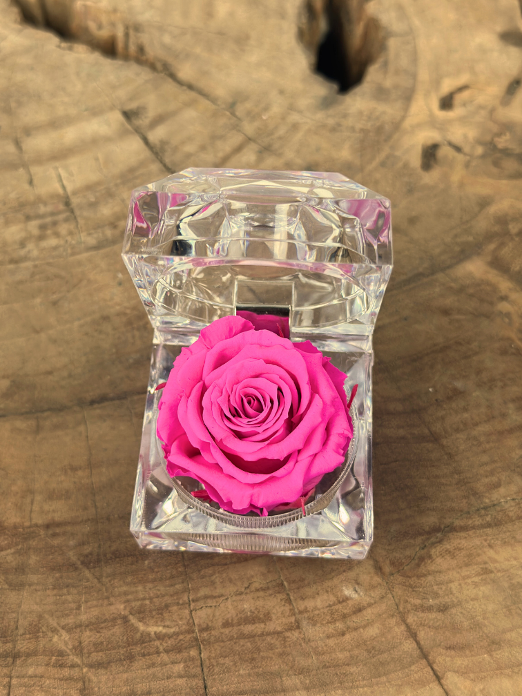 Longlife Roos in transparante "jewel" giftbox - meerdere kleuren