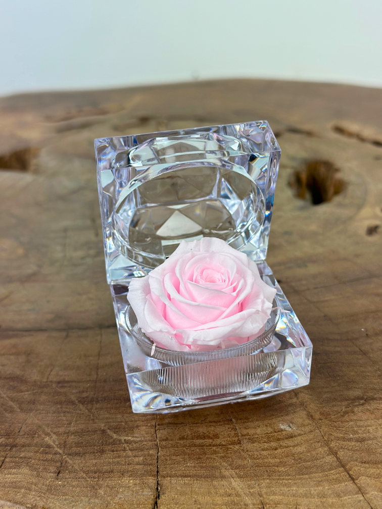 Longlife Roos in transparante "jewel" giftbox - meerdere kleuren