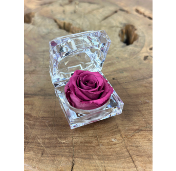 Longlife Roos in transparante "jewel" giftbox - meerdere kleuren