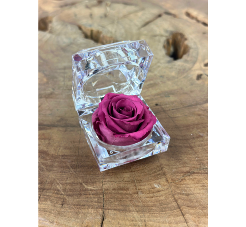 Longlife Roos in transparante "jewel" giftbox - meerdere kleuren