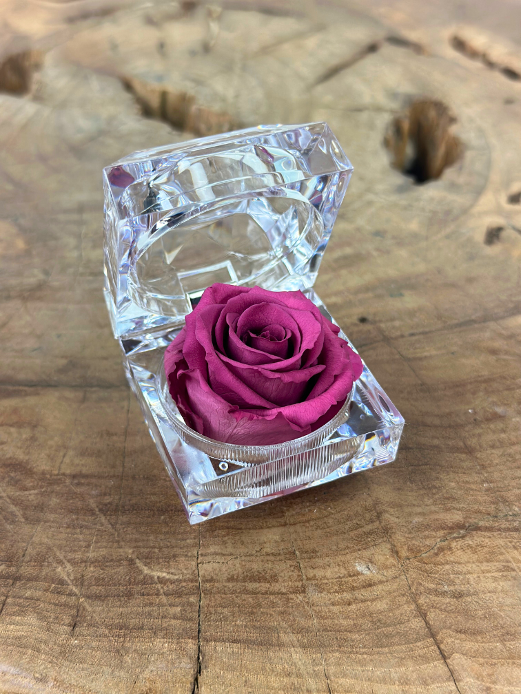 Longlife Roos in transparante "jewel" giftbox - meerdere kleuren