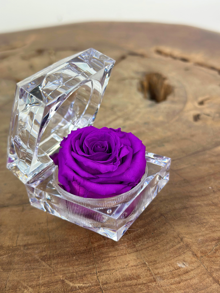 Longlife Roos in transparante "jewel" giftbox - meerdere kleuren