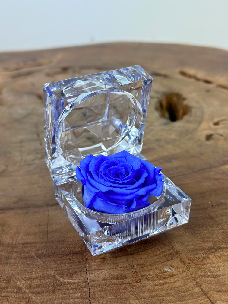 Longlife Roos in transparante "jewel" giftbox - meerdere kleuren
