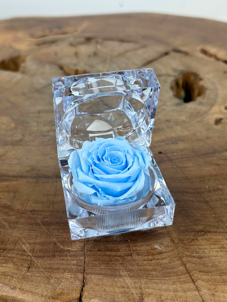 Longlife Roos in transparante "jewel" giftbox - meerdere kleuren