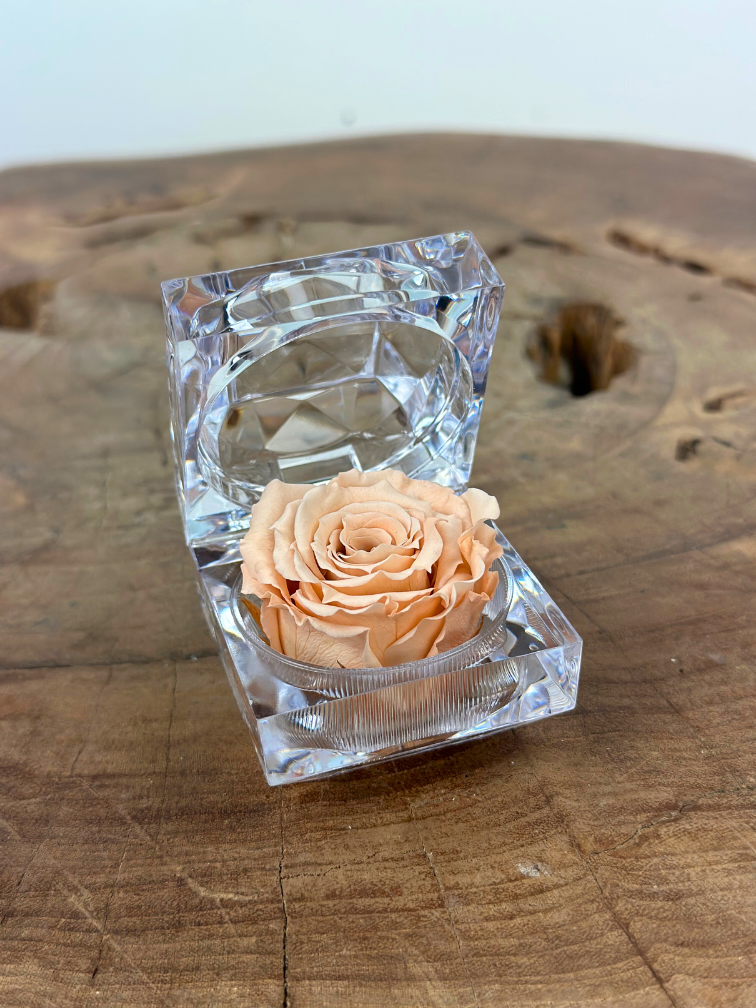 Longlife Roos in transparante "jewel" giftbox - meerdere kleuren