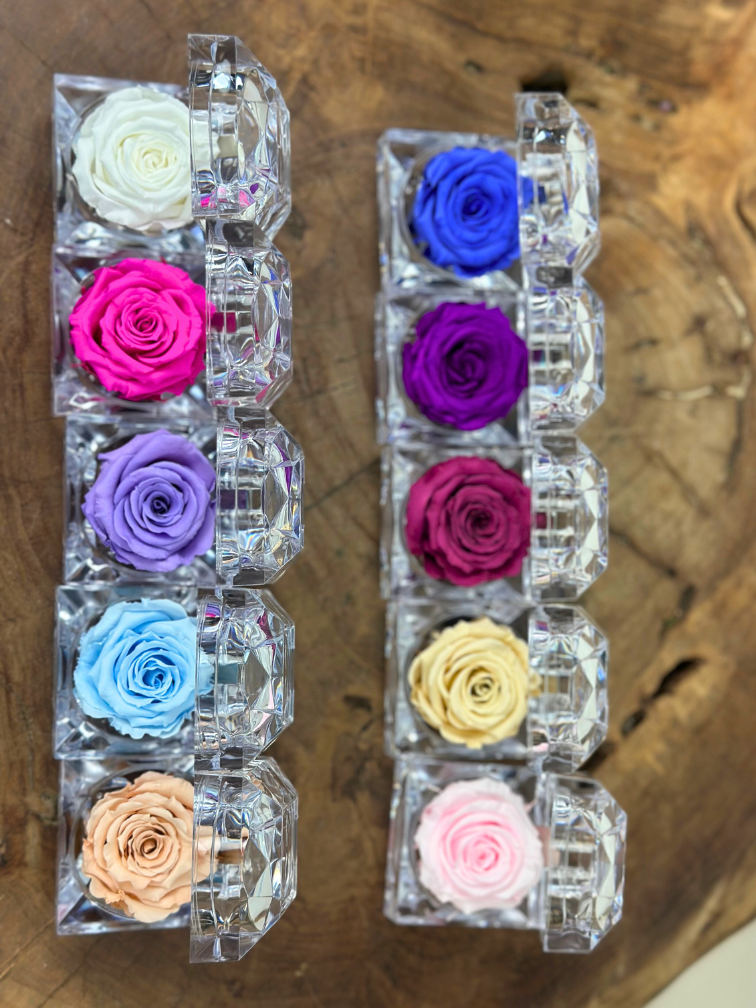 Longlife Roos in transparante "jewel" giftbox - meerdere kleuren