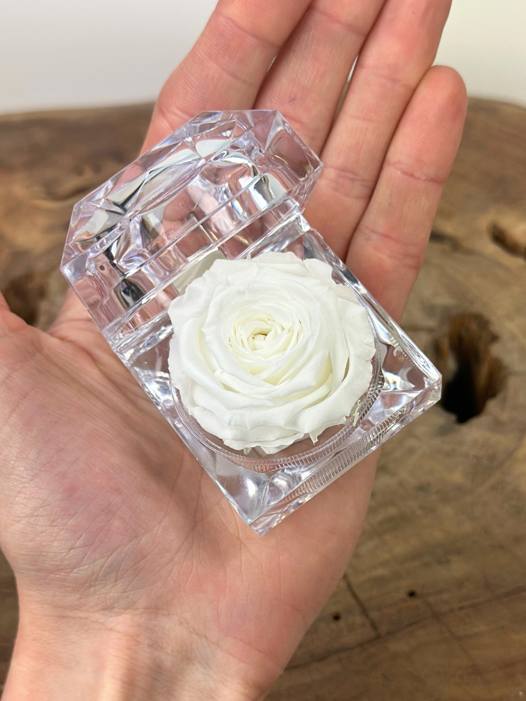 Longlife Roos in transparante "jewel" giftbox - meerdere kleuren