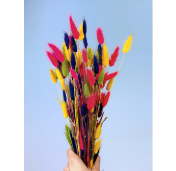 Lagurus Ovatus 'kleurenmix' | gehele bos