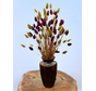 Najaarsactie: "Raye's Flowers" incl. vaas