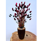 Najaarsactie: "Stefani's Flowers" incl. vaas
