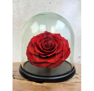 Longlife Roos XXL in stolp "rood"