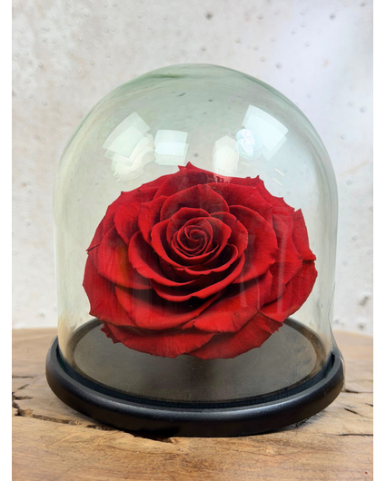 Longlife Roos XXL in stolp "rood"