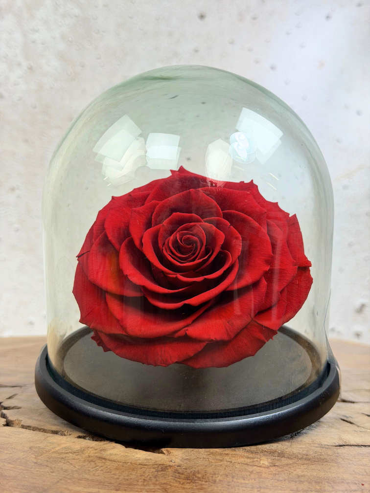 Longlife Roos XXL in stolp "rood"