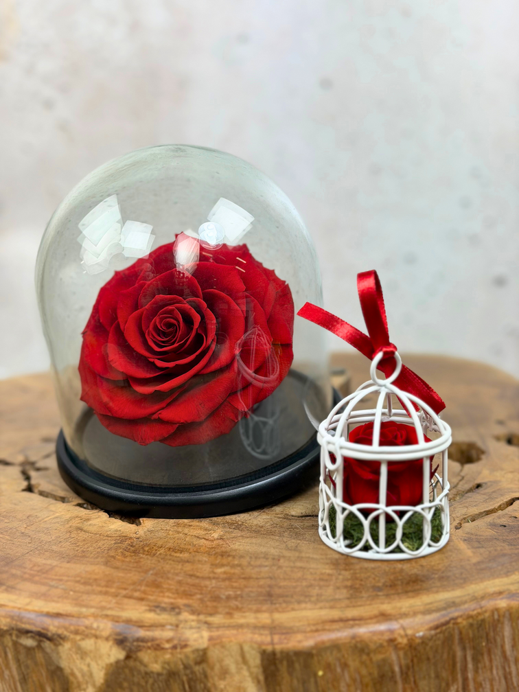 Longlife Roos XXL in stolp "rood"