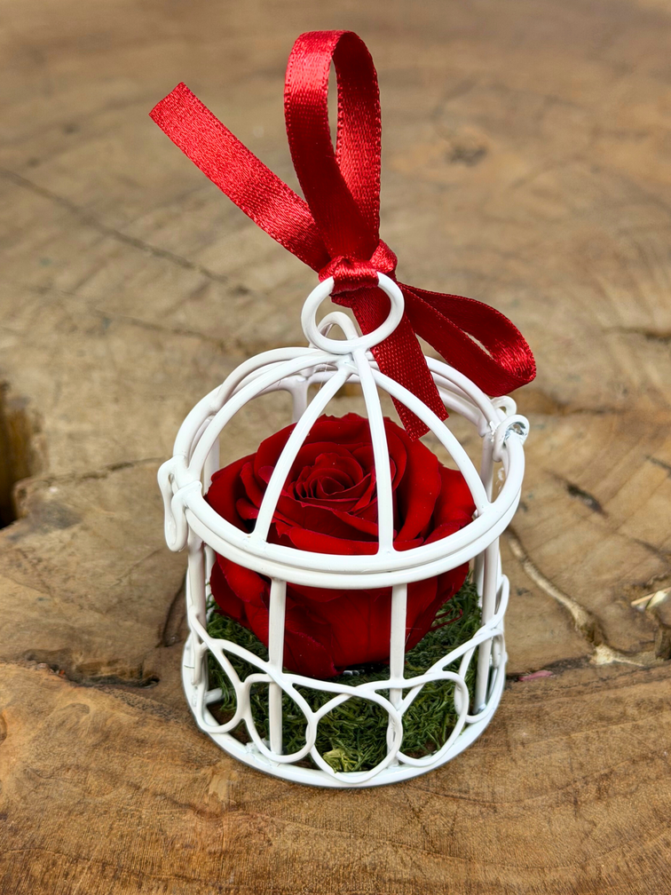 Longlife Roos in vogelkooi